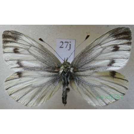 Pieris napi (Linnaeus, 1758) female Bielinek bytomkowiec Czech27j